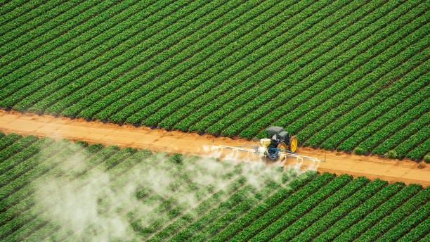 Best Ant Control Services  in Florence, SC