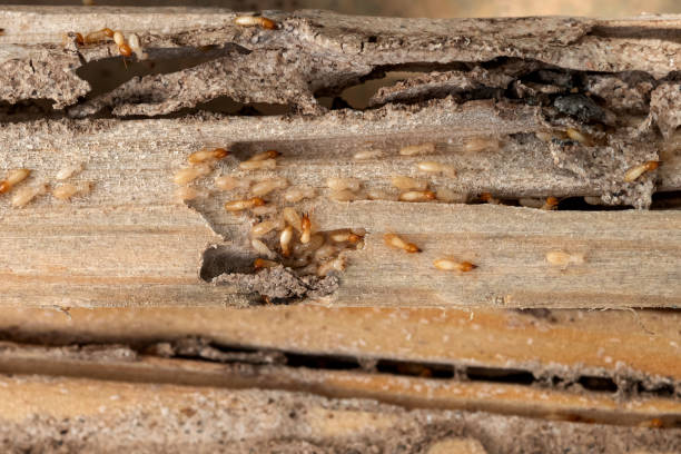 Professional Pest Control in Florence, SC