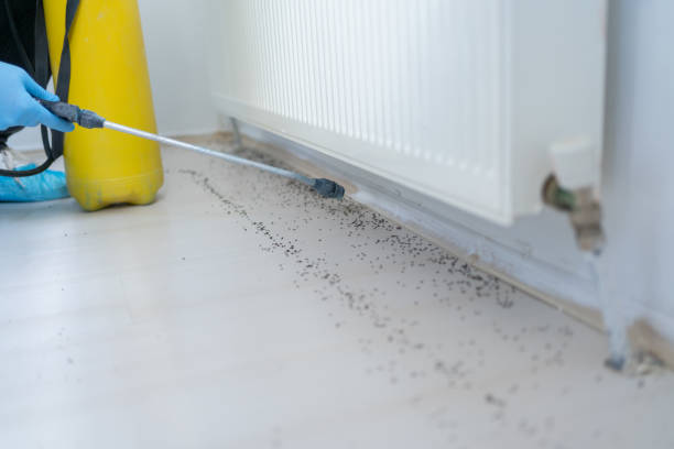 Best Flea Control Services  in Florence, SC