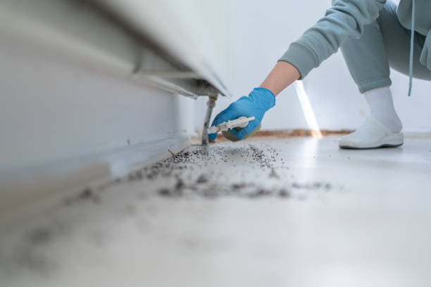 Wasp Removal Services in Florence, SC